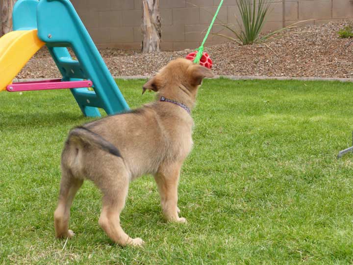 chinook dog